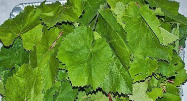 Recepty na nakládání hroznových listů na zimu